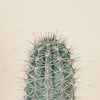Pachycereus pringlei (Mexican Giant Cactus) H50 cm