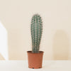 Pachycereus pringlei (Mexican Giant Cactus) H50 cm