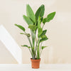 Strelitzia nicolai (Pasărea paradisului) H140 cm