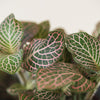 Fittonia verschaffeltii  'Red Angel' H12 cm