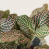 Fittonia verschaffeltii  'Red Angel' H12 cm