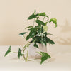 Syngonium 'Albo-variegata' H35 cm