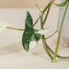 Syngonium 'Albo-variegata' H35 cm