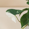 Syngonium 'Albo-variegata' H35 cm