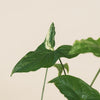 Syngonium 'Albo-variegata' H35 cm