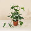 Syngonium 'Albo-variegata' H35 cm