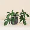 Philodendron 'Florida Green'