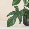 Philodendron 'Florida Green'