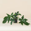 Philodendron 'Florida Green'