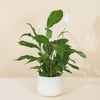 Spathiphyllum (Crinul pacii) H80 cm
