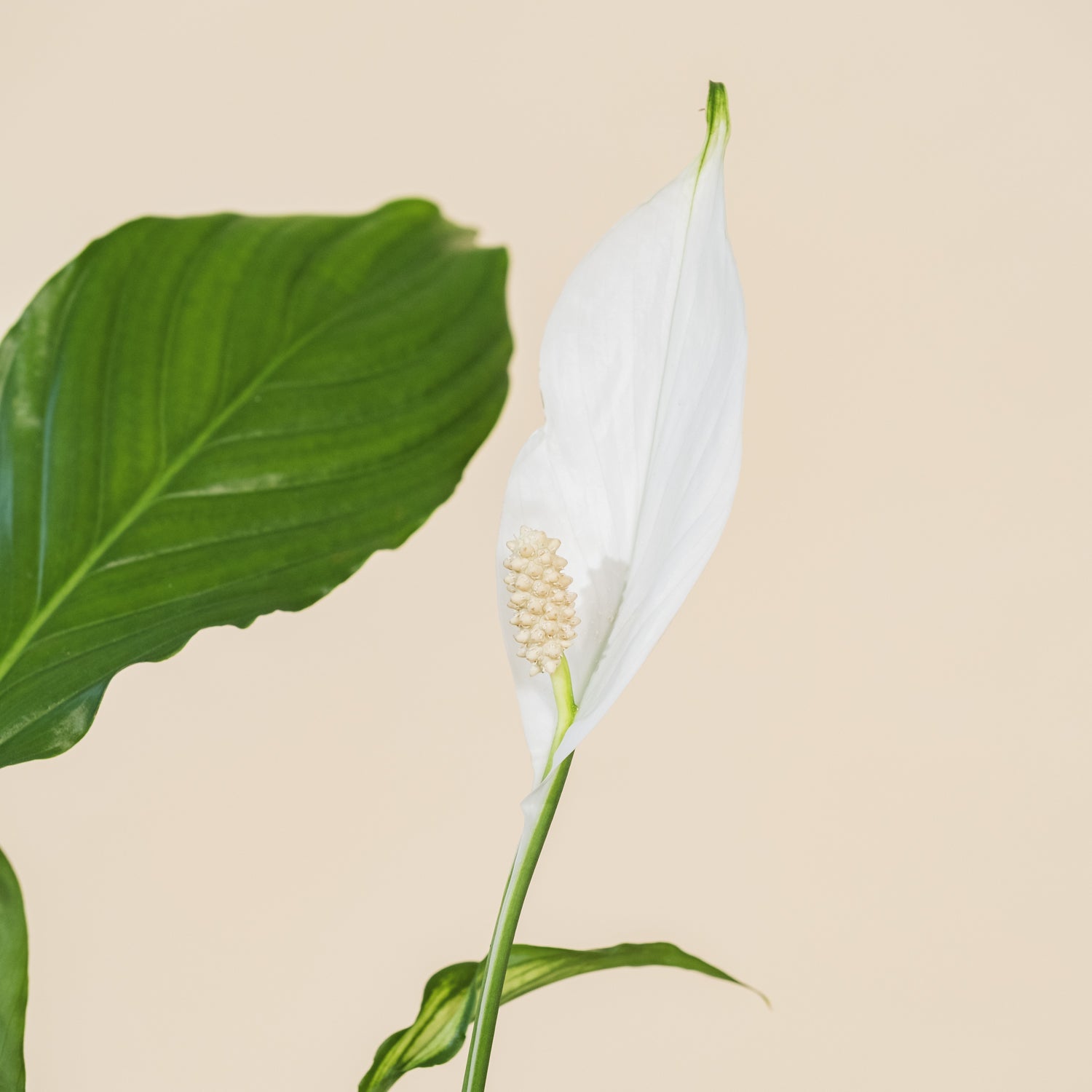 Spathiphyllum (Crinul pacii) H80 cm – PlantUp