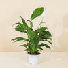 Spathiphyllum (Crinul pacii) H80 cm