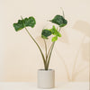 Alocasia Stingray H70 cm