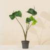 Alocasia Stingray H70 cm