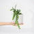 Epiphyllum anguliger (Zig-zag Cactus) H30 cm
