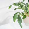 Platycerium bifurcatum (Staghorn Fern) H55 cm