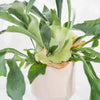 Platycerium bifurcatum (Staghorn Fern) H55 cm