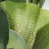 Platycerium bifurcatum (Staghorn Fern) H55 cm