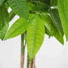 Pachira aquatica (Arborele banilor) H80 cm