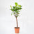 Ficus lyrata tip copac H130 cm