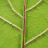 Ficus lyrata tip copac