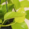 Epipremnum aureum 'Neon' H30 cm