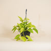 Epipremnum aureum 'Neon' H30 cm
