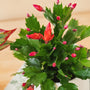 Schlumbergera (Christmas Cactus)