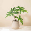 Alocasia Jacklyn H50 cm