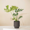 Monstera Thai Constellation H50 cm