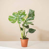 Monstera Thai Constellation H50 cm