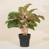 Aglaonema 'Lychee Red' H65 cm