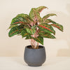 Aglaonema 'Lychee Red' H65 cm