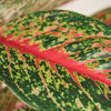 Aglaonema 'Lychee Red' H65 cm
