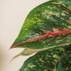 Aglaonema 'Lychee Red' H65 cm