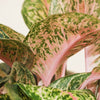 Aglaonema 'Lychee Red' H65 cm
