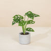 Monstera adansonii Baby H20 cm