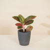 Aglaonema 'Red Sprinkles' H40cm