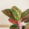 Aglaonema 'Red Sprinkles' H40cm