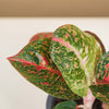 Aglaonema 'Red Sprinkles' H40cm