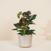 Anthurium andreanum 'Essencia' H50 cm