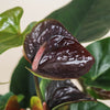 Anthurium andreanum 'Essencia' H50 cm