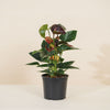 Anthurium andreanum 'Essencia' H50 cm