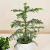 Norfolk Island pine (Araucaria) H40 cm