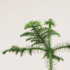 Norfolk Island pine (Araucaria) H40 cm