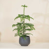 Norfolk Island pine (Araucaria) H100 cm