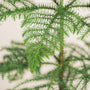 Norfolk Island pine (Araucaria)