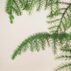 Norfolk Island pine (Araucaria) H100 cm