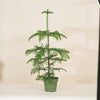 Norfolk Island pine (Araucaria) H100 cm