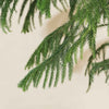 Norfolk Island pine (Araucaria) H110 cm